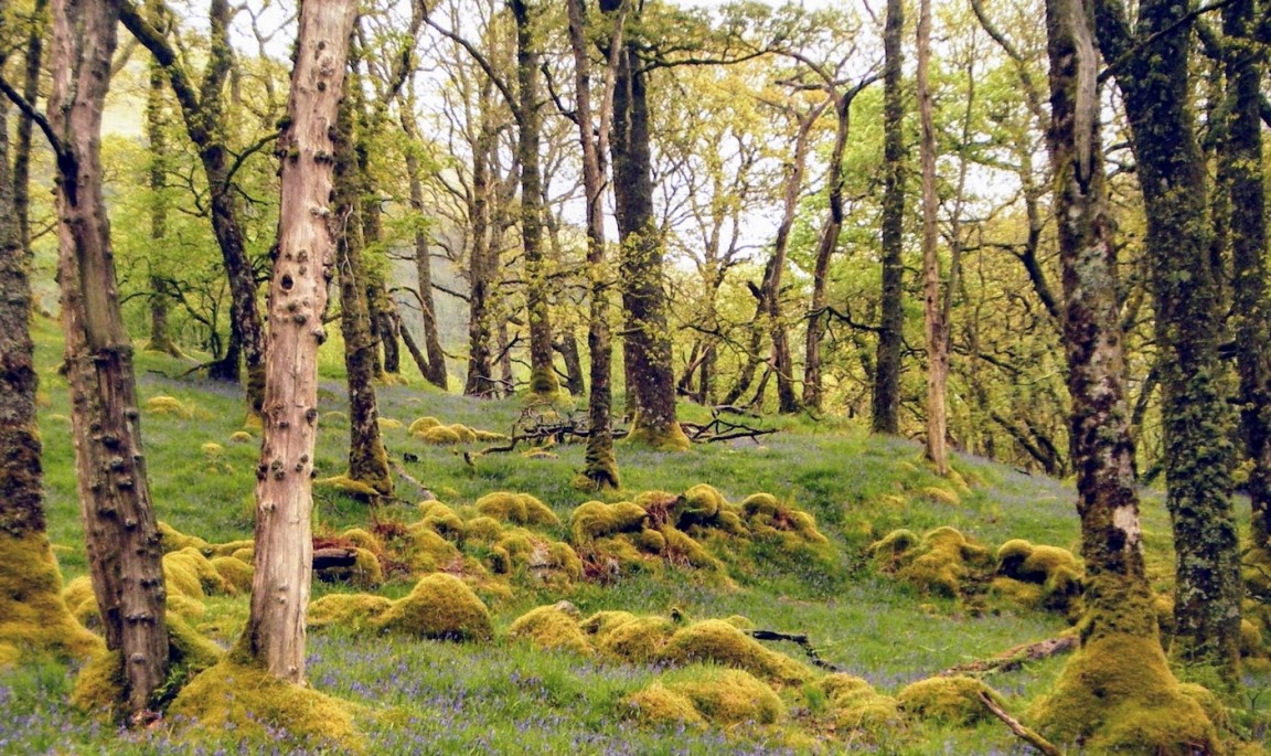 Oakwood without regeneration (David Genney)