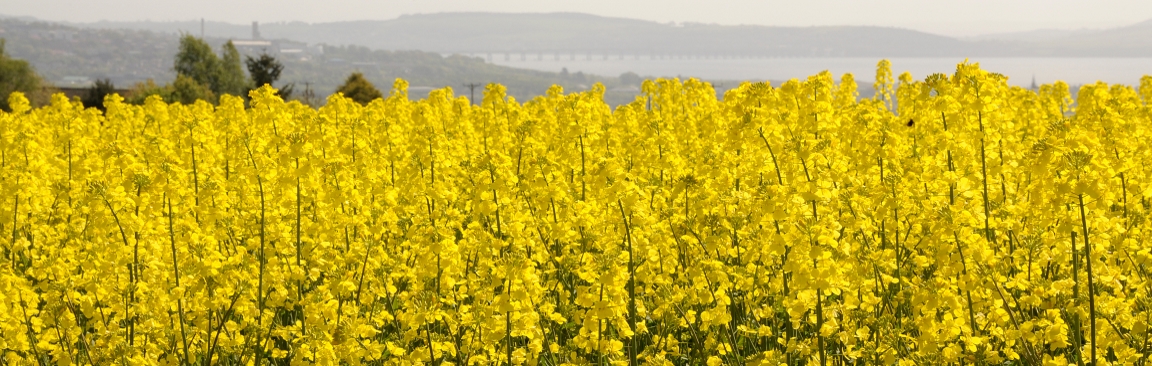 Oilseed rape crop, Balruddery farm (c) James Hutton Institute