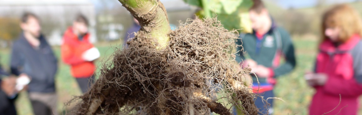 Plant roots (courtesy Phil Haygarth)