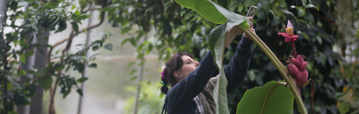 A person taking a picture of a banana plant in flower 