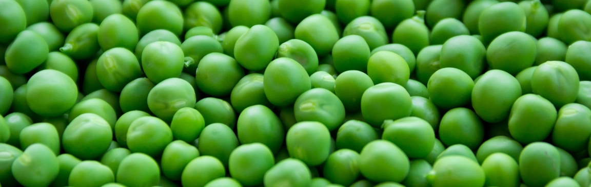 Peas (Pisum sativum) can be used to distil gin