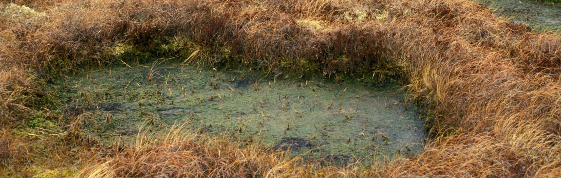 Peatlands store large amounts of terrestrial carbon (c) James Hutton Institute