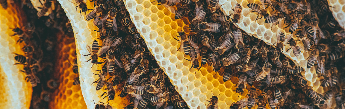 The James Hutton Institute: healing effects of honey 