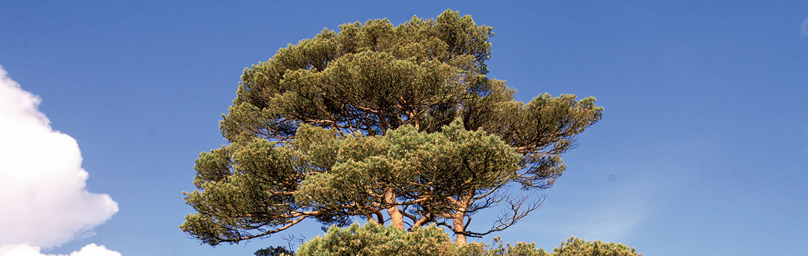 Native Scots Pine trees 