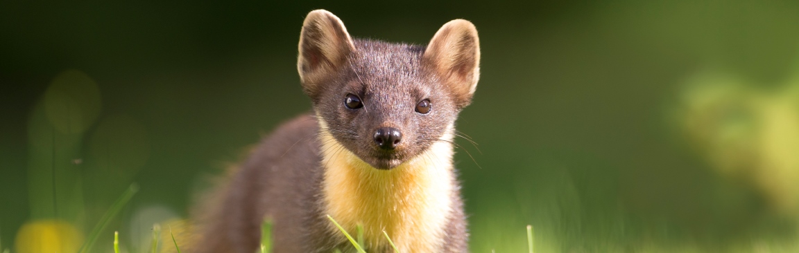 Pine marten (image Scotland: The Big Picture)