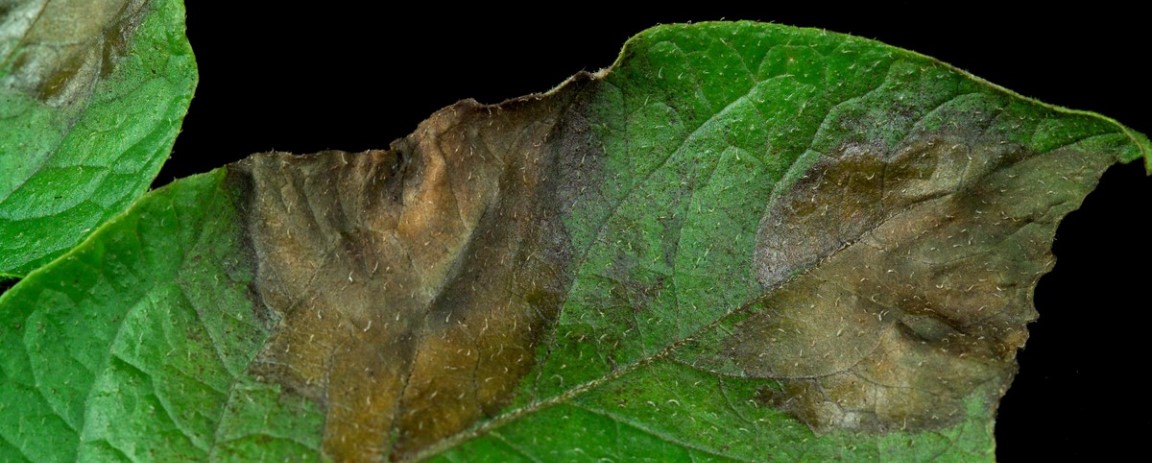 Potato plant affected by late blight (c) James Hutton Institute
