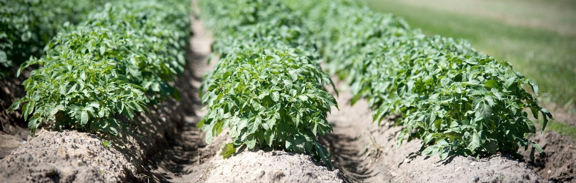 PCN is an increasing challenge to the UK fresh and processing potato markets