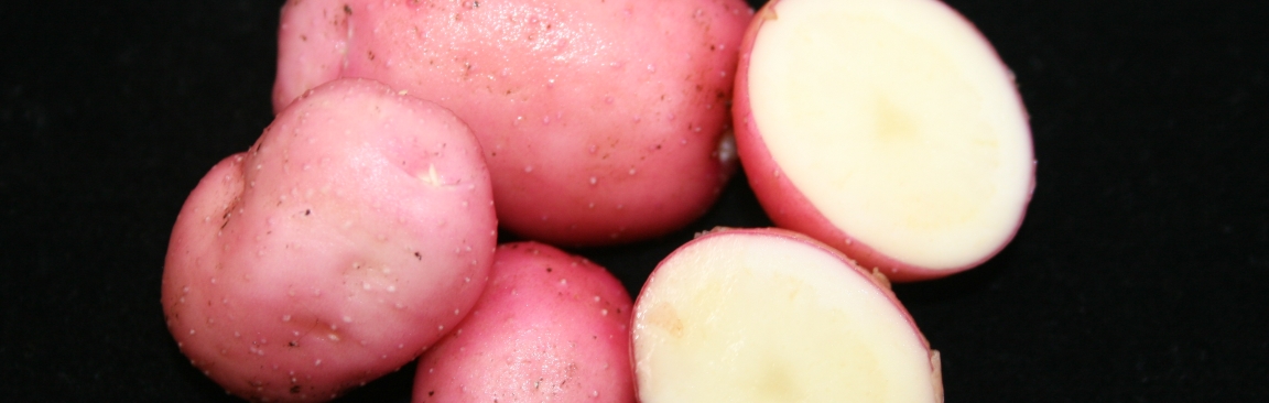 Desiree potatoes showing anthocyanin pigmentation (c) James Hutton Institute