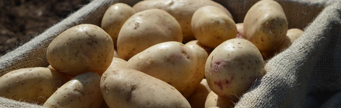 Potatoes (c) James Hutton Institute