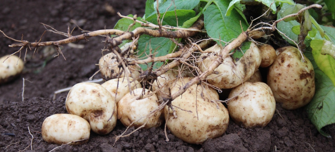 Potatoes in soil (c) James Hutton Institute