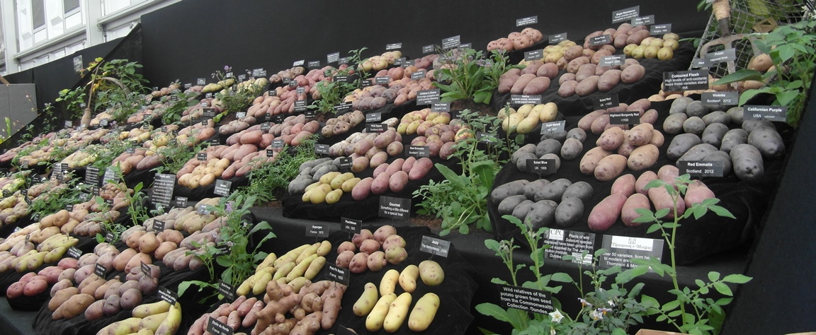 Potato Story display