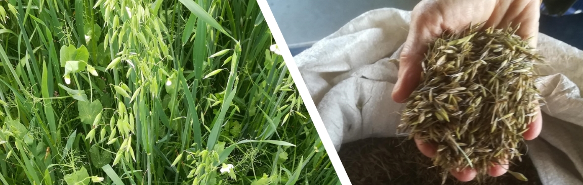 The mini-film demonstrates the practical steps of intercropping for newcomers