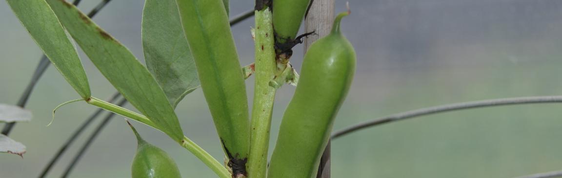 Pulses (c) James Hutton Institute