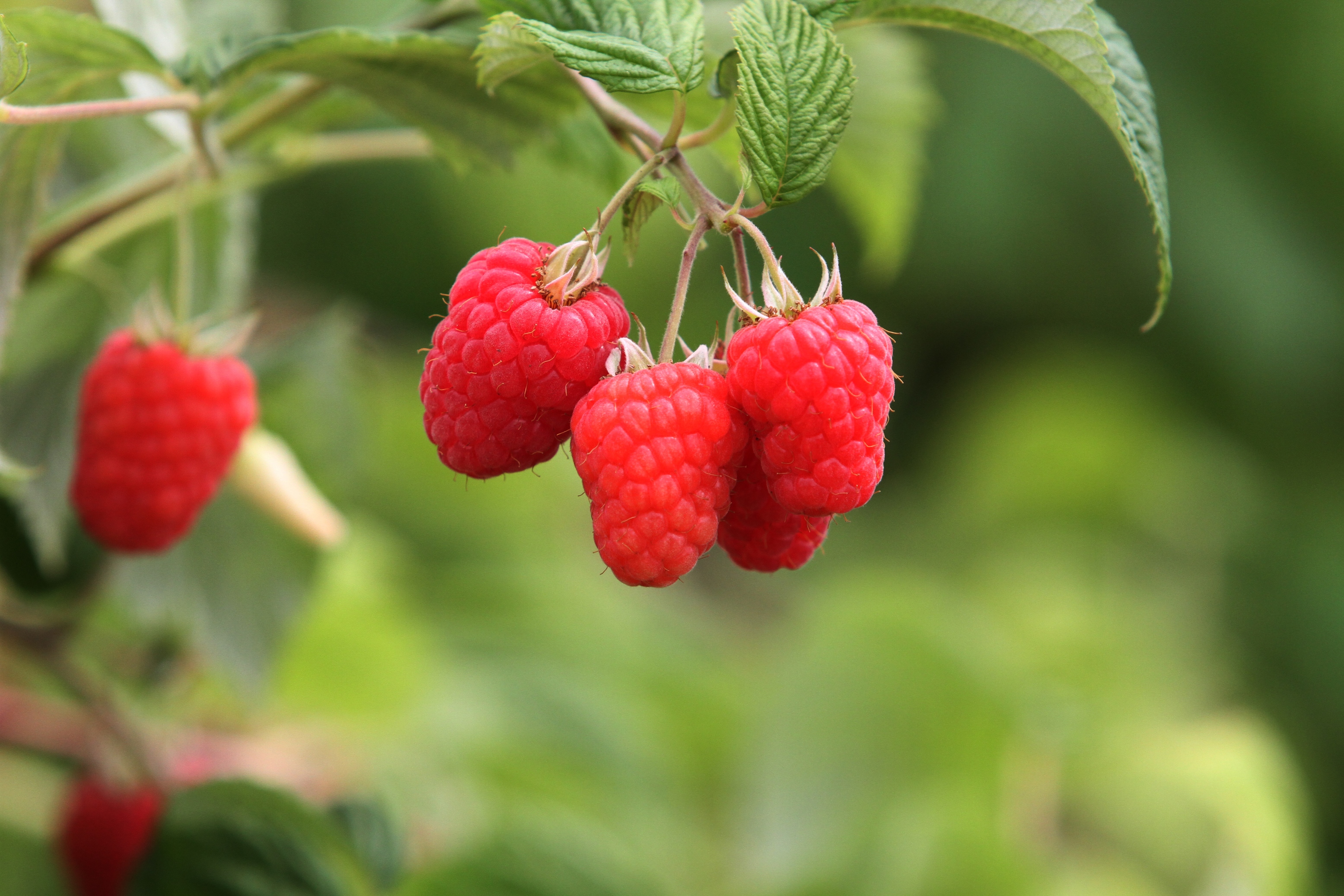 Raspberries (c) James Hutton Institute