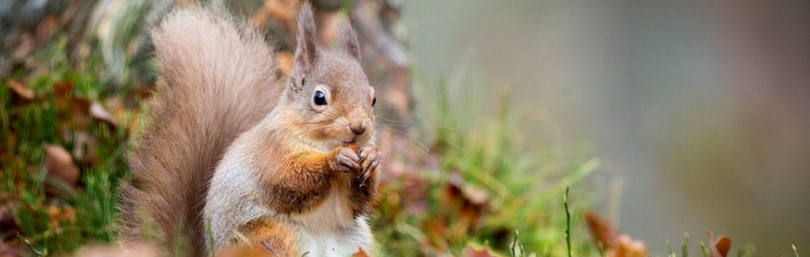The new risk assessment presents a scorecard approach for wild species