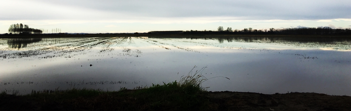 Rice field in Italy (Photo: Camilla Negri)