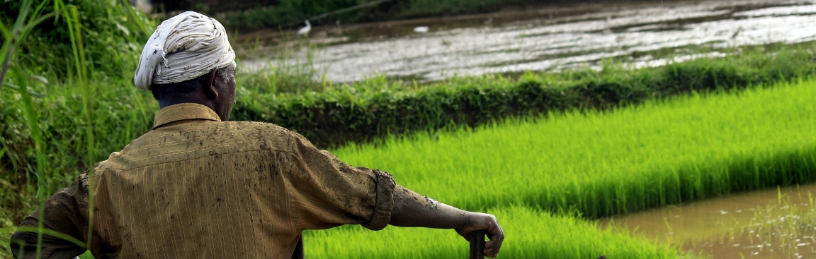 Rice paddies in Kerala, India (Nandhu Kumar/Pixabay)