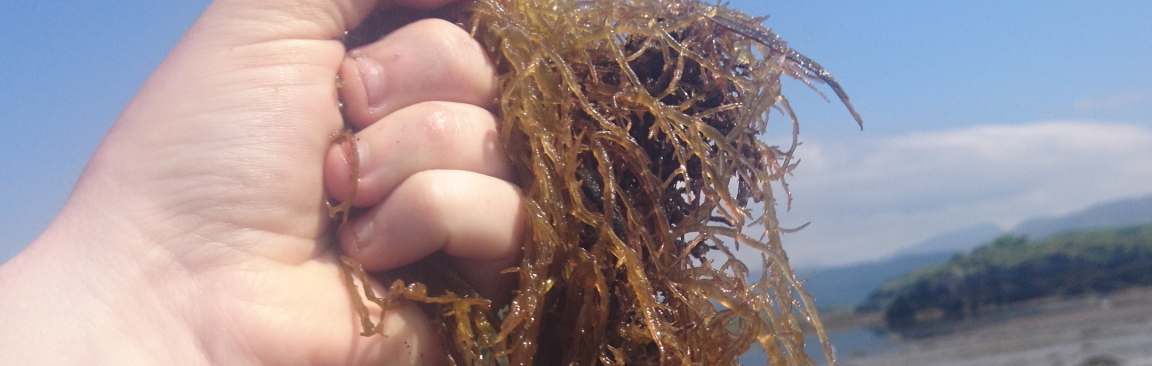 A sample of Gracillaria seaweed