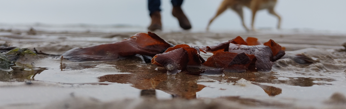 Seaweeds in a beach