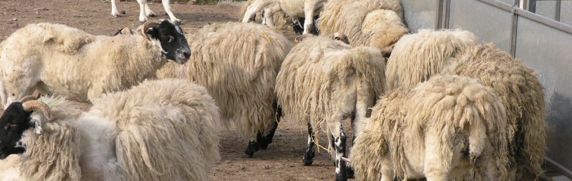 Sheep scab results in a severe skin irritation in livestock