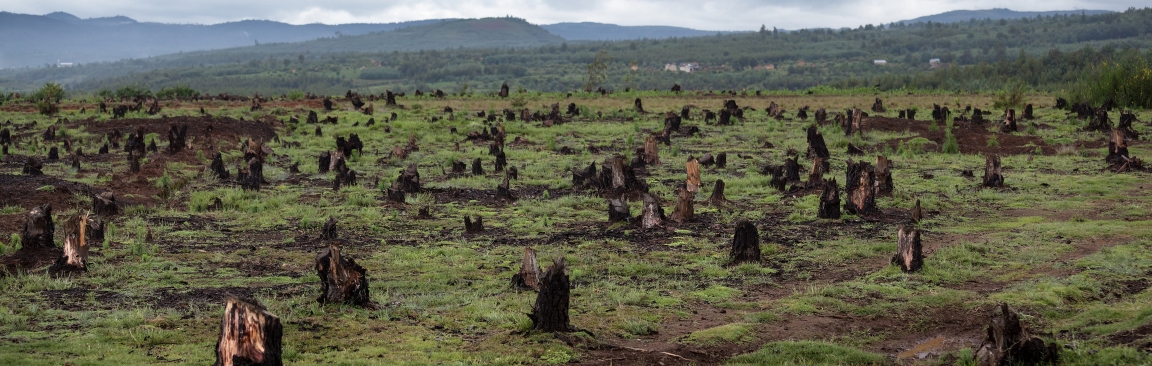Stumps caused by deforestation (Dudarev Mikhail/Shutterstock.com)