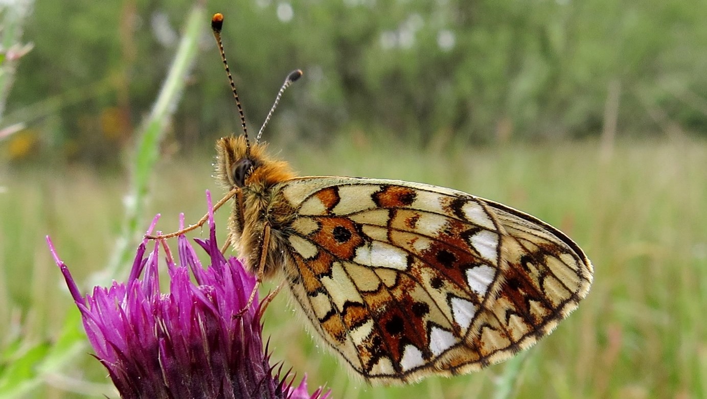 Small pearl-bordered fritillary (courtesy NES BP)