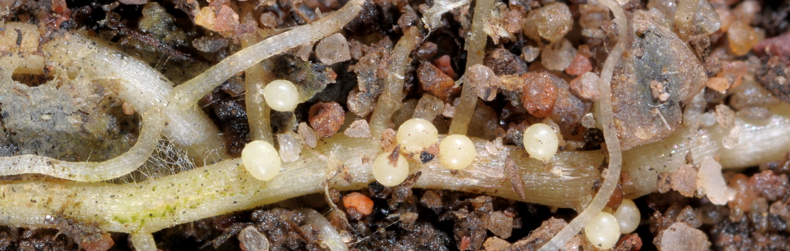 Soil, roots and nematodes (c) James Hutton Institute