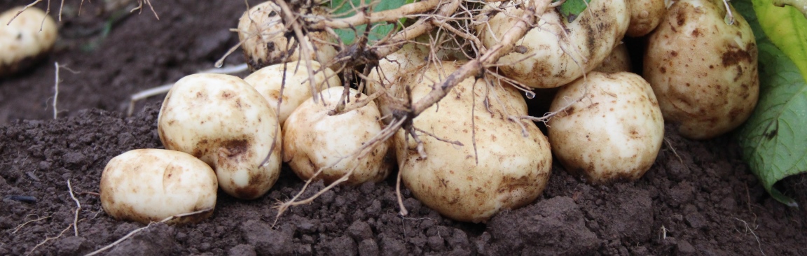 Tubers do not develop well under high heat conditions (c) James Hutton Institute