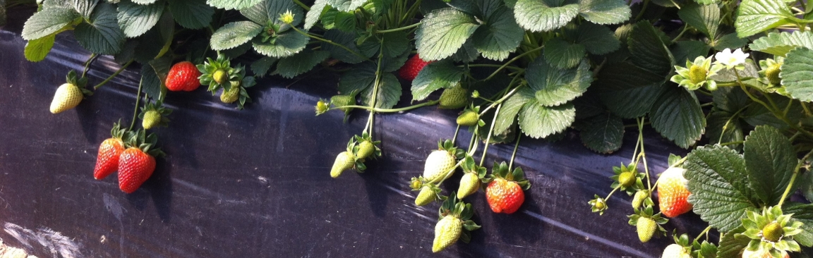 Strawberry crops can benefit from MycoNourish's innovative microbes