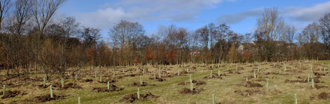 New trees at Inverdee (image courtesy DCP)