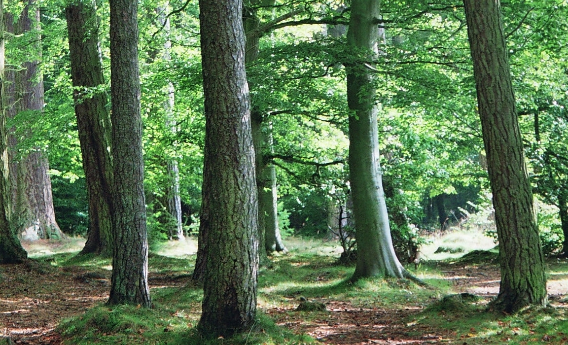 Forest in Scotland (c) James Hutton Institute