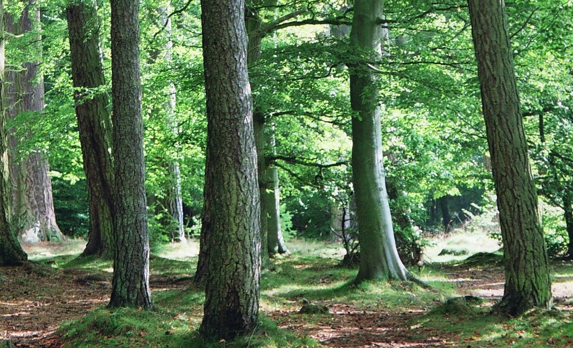 Woodland (c) James Hutton Institute