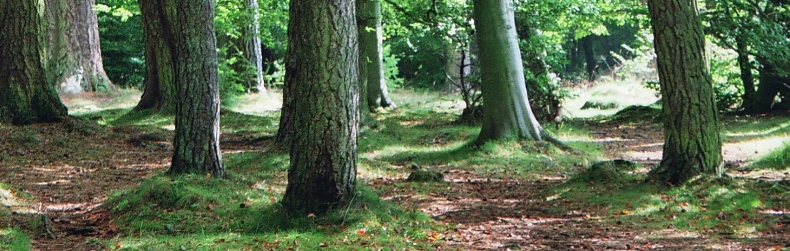 Forests are key in the battle against climate breakdown