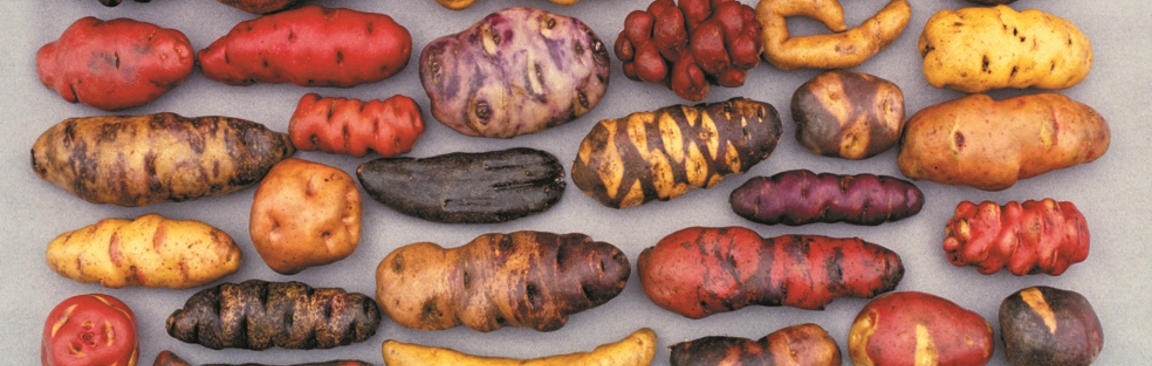 Wild potatoes may hold the key to enhanced disease resistance
