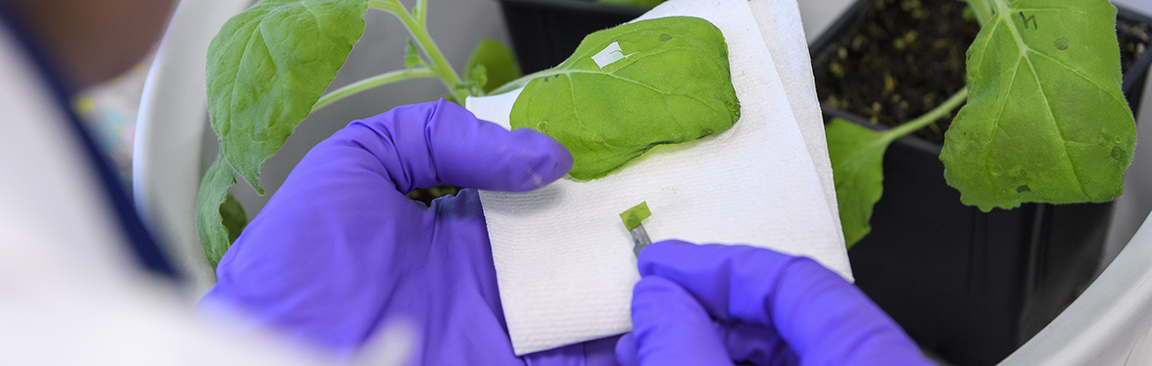 Molecular Phenotyping Centre