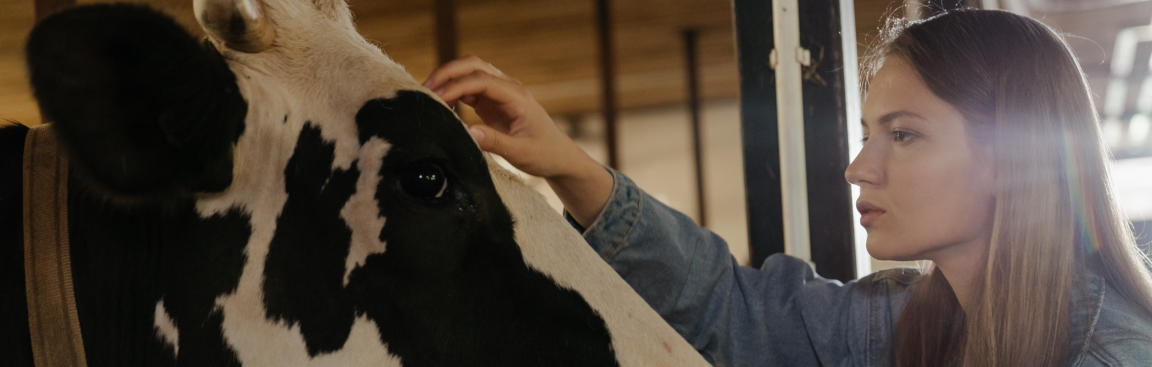 A woman looking at a cow (Photo by cottonbro from Pexels)