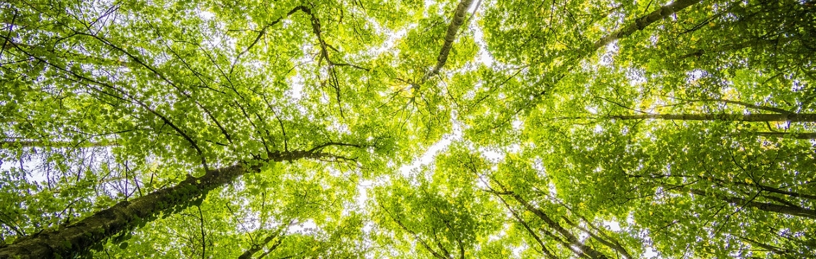 The Committee was established by the Board of Forestry Commissioners