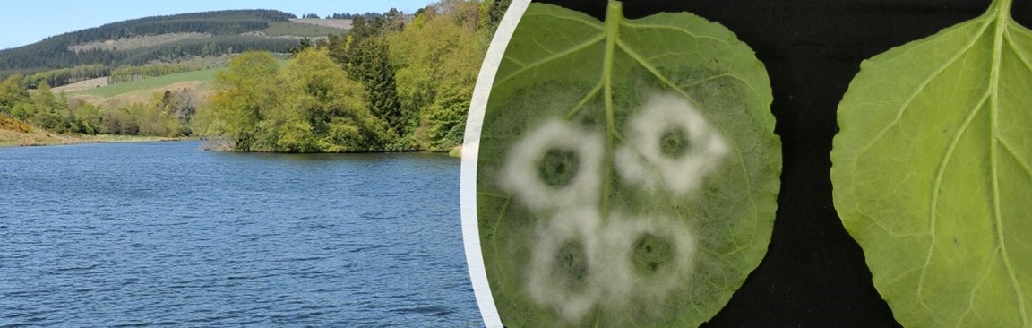 Left: Loch Saugh / Right: blight infection on a potato leave