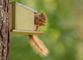 Red squirrel (c) Raymond Leinster