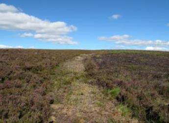 The new panel aims to ensure sustainable and legal grouse management practices