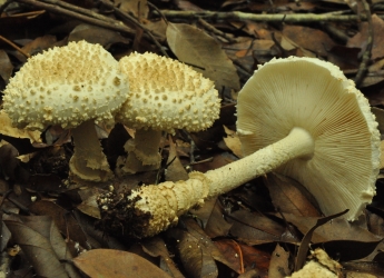 Different groups of soil fungi control interactions between seedlings and trees