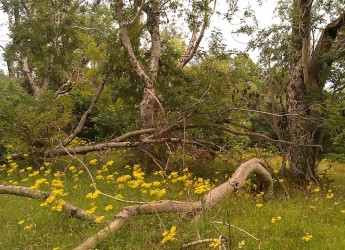 Ash woodland (Photo: David Genney)