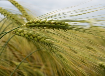 Barley crops in a field (Photo: James Hutton Institute)