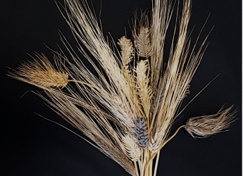 The barley pan-genome will benefit scientists and breeders