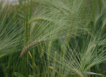 Key industry experts discuss world's first centre for barley research