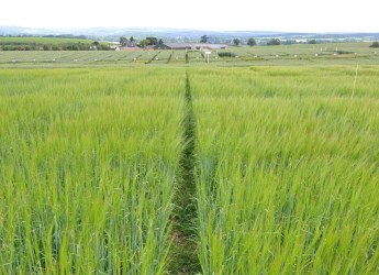 Barley field at Cereals in Practice 2015 (c) James Hutton Institute