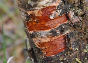 Beaver teeth marks on birch tree (c) James Hutton Institute