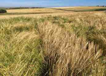 Bere barley plots (c) James Hutton Institute