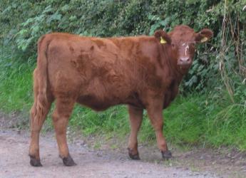 Cow at Hartwood farm (c) James Hutton Institute
