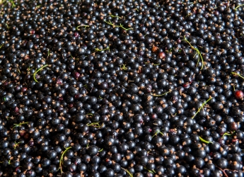 The research seeks to develop climate-resilient blackcurrant varieties (c) LRS